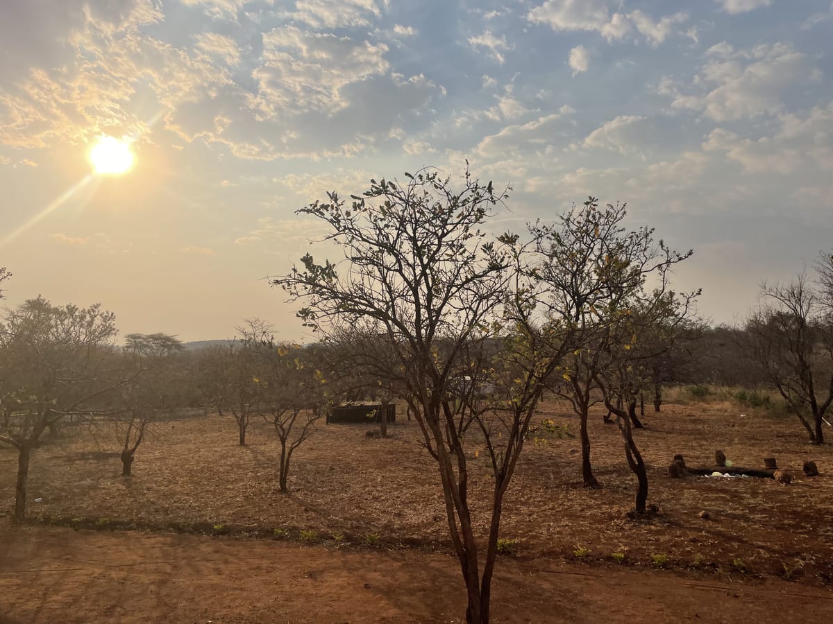 Sunset flare through the trees at Camp Kobya